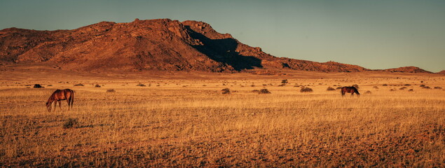 Panorama - Namibische Wildpferde grasen im Licht der untergehenden Sonne (Garub, Namibia)