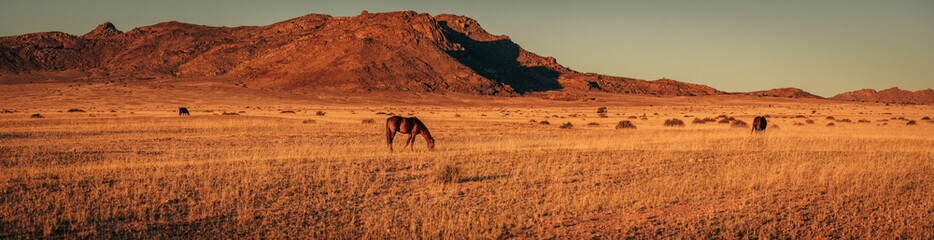 Ultrawide Panorama - Namibische Wildpferde grasen im Licht der untergehenden Sonne (Garub, Namibia)