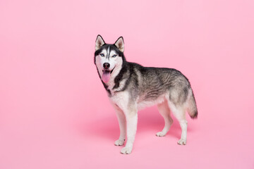 Photo of cute adorable black white siberian husky advertise for pet shop promotion isolated on pastel color background