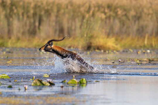 A black lechwe leads the way crossing the water channel in the Bangweulu Wetlands in Zambia.