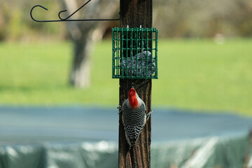 This cute little red-bellied woodpecker should almost be called a red-headed. His bright colored head and stiped black and white feathers are so cute. He is at our suet cage for some much needed food.
