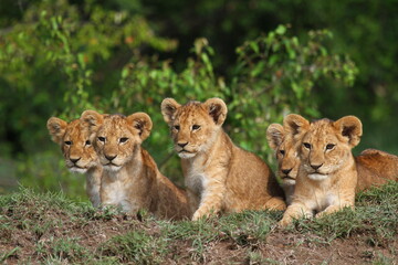 Fototapeta na wymiar Five cute lion cubs looking into the camera, resting on a hill