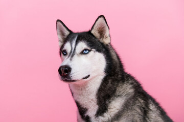 Portrait of north breed dog siberian husky looking advertise high quality pet shop isolated on pastel color background