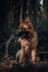 german shepherd dog is sitting on the grass. forest nature