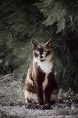 brown and white stray cat standing in front of green bushes