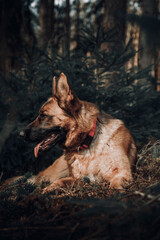 german shepherd dog lies on the grass. forest