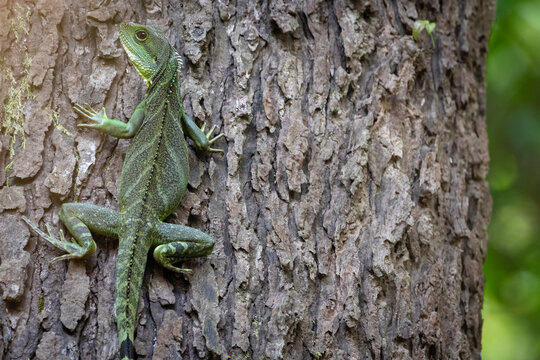 Adult Chinese Water Dragon (Physignathus cocincinus) perched on tree trunk. Nakai-Nam Theun National Protected Area. Laos.