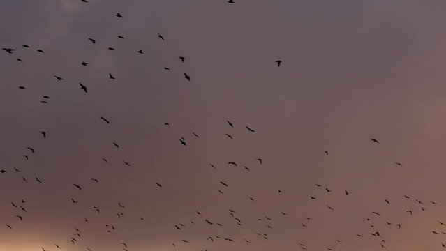 many black birds fly across the dark sunset dramatic sky. High quality 4k footage