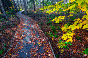 Presquile Provincial Park - Autumn and fall colours in Jobes Woods.