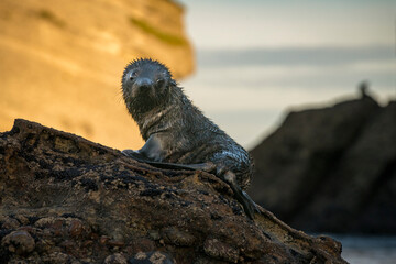 New Zealand Juvenile Fur Seal Perch