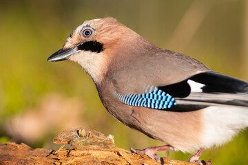 Curious jay