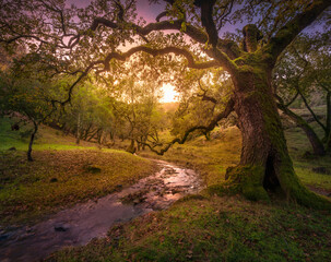 A seasonal, ephemeral creek in Marin County, California.