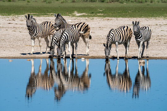 A few zebras from a large hard finish up drinking at the Ozonjuiti M&rsquo;Bari watering hole, also known as the Two Honeybees, in Etosha National Park.