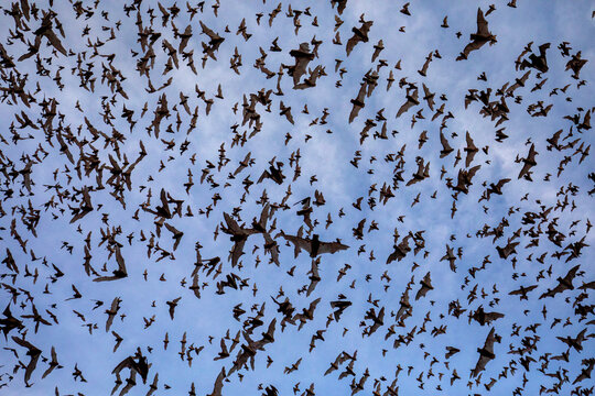 Mexican free-tailed bats emerging from Bracken Bat Cave, Texas. 