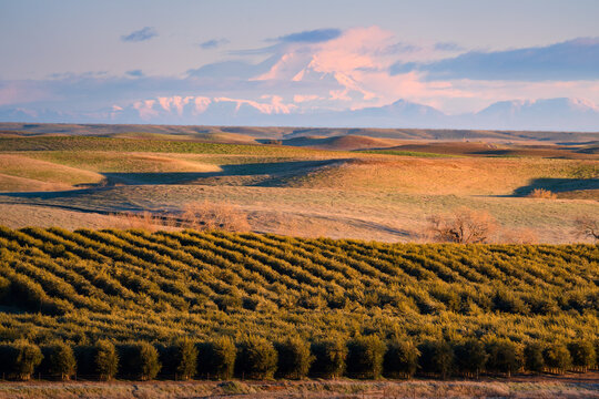 Mount Shasta with clearing storm, and olive orchard, with rolling hills, California.