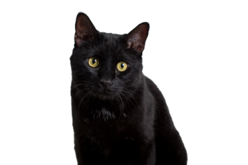 black cat on white background 