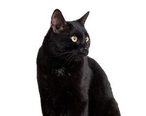 black cat on white background 