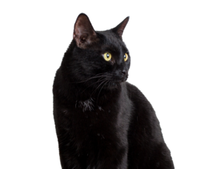 black cat on white background 