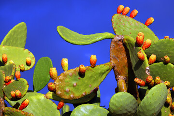 cactus, opuntia, fruit, plant, nature, summer, thorn, background, fig, prickly, closeup, botany,...
