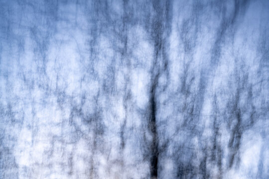 An abstract view of an oak tree