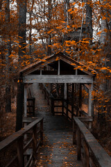 wooden bridge in the forest