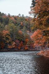 Obraz premium autumn in the forest