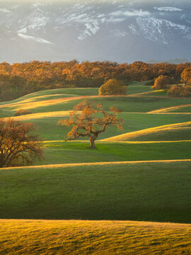 A lone oak tree with rolling hills, California.