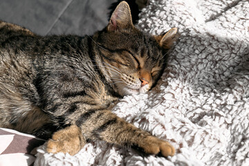 Fototapeta na wymiar Cute tabby cat sleeping wrapped in warm gray plaid. Striped cat napping on couch. Pet in cozy cute warm home.
