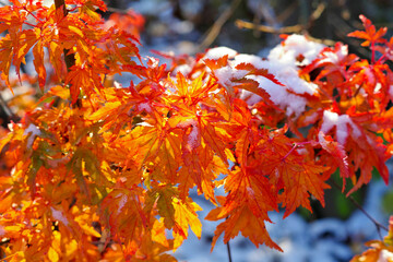 herbstlich gefärbter Amberbaum im Schnee - autumn colored sweetgum tree in the snow