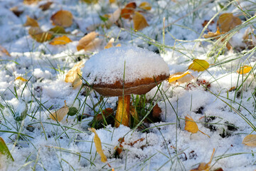 Birkenpilz im Schnee - birch boletus in autumn forest in snow - 550439083