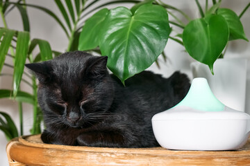 Black cat resting in home air humidifier or essential oil diffuser cleaning air and vaporizing...
