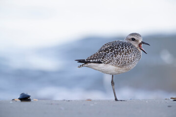 The grey plover or black-bellied plover (Pluvialis squatarola). Shorebirds, waders, Italy.
