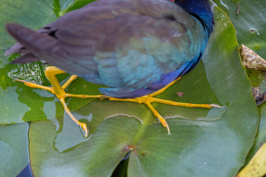 Hunting purple galinule