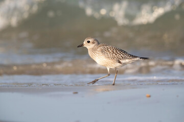The grey plover or black-bellied plover (Pluvialis squatarola). Shorebirds, waders, Italy.
