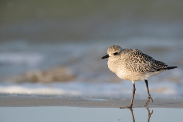 The grey plover or black-bellied plover (Pluvialis squatarola). Shorebirds, waders, Italy.