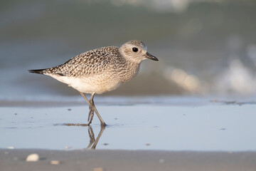 The grey plover or black-bellied plover (Pluvialis squatarola). Shorebirds, waders, Italy.