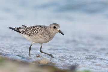 The grey plover or black-bellied plover (Pluvialis squatarola). Shorebirds, waders, Italy.