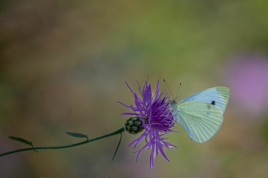 Selective focus macro view of a cabbage butterfly on a spotted knapweed flower