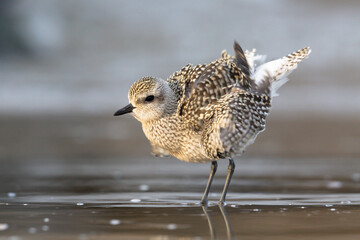 The grey plover or black-bellied plover (Pluvialis squatarola). Shorebirds, waders, Italy.