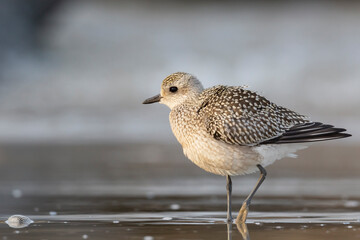The grey plover or black-bellied plover (Pluvialis squatarola). Shorebirds, waders, Italy.