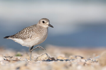 The grey plover or black-bellied plover (Pluvialis squatarola). Shorebirds, waders, Italy.