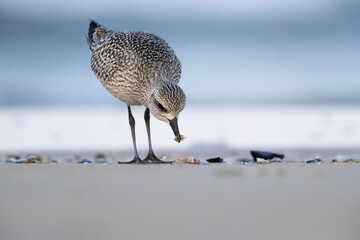 The grey plover or black-bellied plover (Pluvialis squatarola). Shorebirds, waders, Italy.