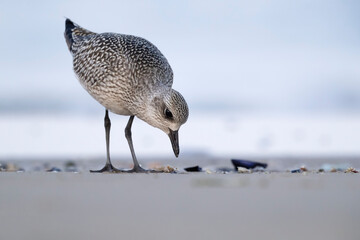 The grey plover or black-bellied plover (Pluvialis squatarola). Shorebirds, waders, Italy.