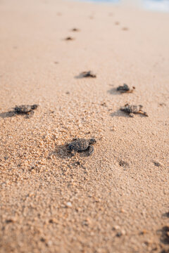 Baja California Sur, Mexico - Baby sea turtles walking to the ocean for the first time