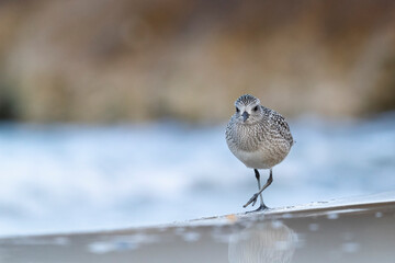 The grey plover or black-bellied plover (Pluvialis squatarola). Shorebirds, waders, Italy.