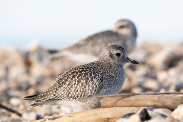 The grey plover or black-bellied plover (Pluvialis squatarola). Shorebirds, waders, Italy.
