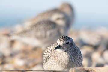 The grey plover or black-bellied plover (Pluvialis squatarola). Shorebirds, waders, Italy.