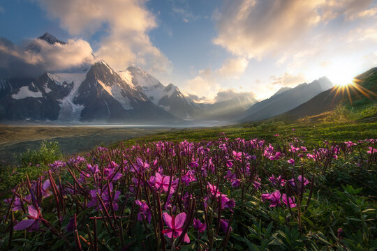 purple flower meadow in front of mountain 