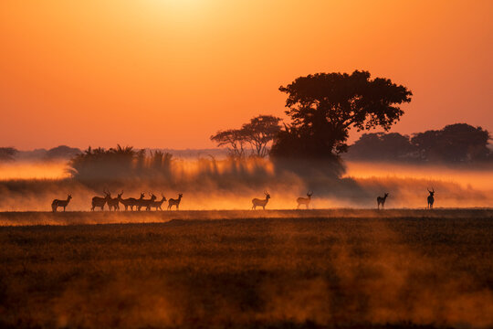 A herd of puku and lechwe are backlit in the heavy morning mist rising off the grass and water channels as the sun rises over the Busanga Plains in Kafue National Park in Zambia.