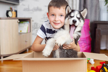 Kid gets out puppy from cardboard box at home. Child has birthday present